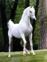 Arab5